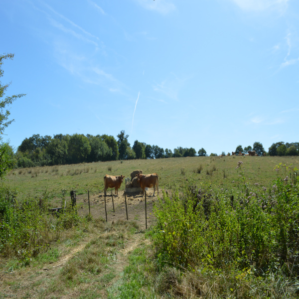 Offres de vente Ferme Bussière-Poitevine 87320